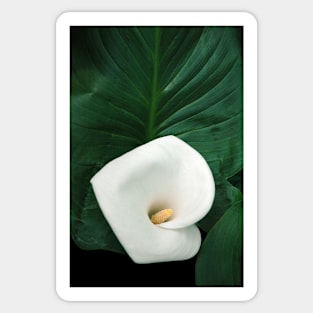 Calla lily and leaves Sticker